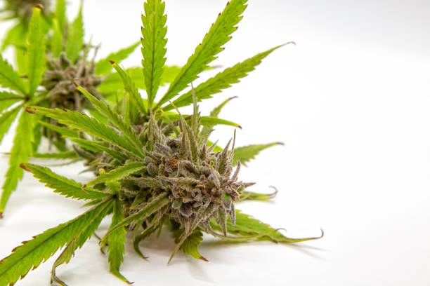 🌿Girl Scout Cookies